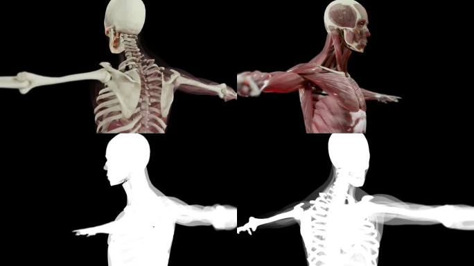人体解剖学，肌肉，器官，骨骼。创意调色板，设计师细节，非结构化显示部分，上半身肌肉，医学精确循环动画