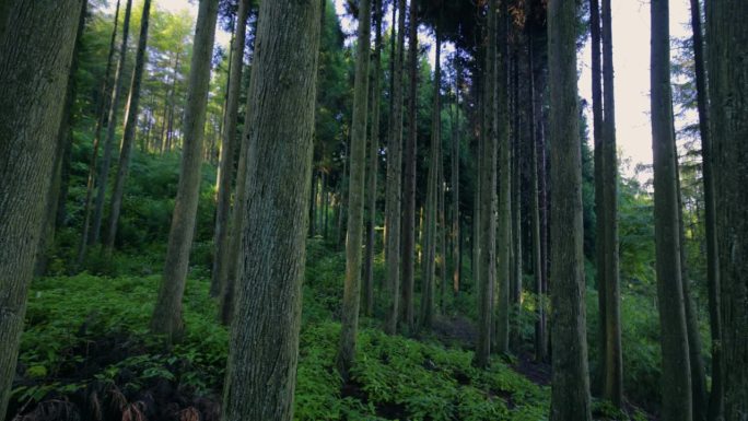 夏天的松树林山林小路第一视角树林小路