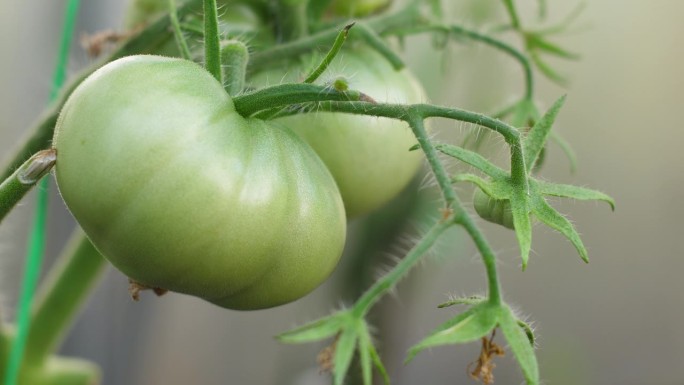 绿色的西红柿在温室里的树枝上成熟。农业，在种植园种植西红柿。蔬菜在花园里成熟了