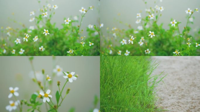 雨天植物