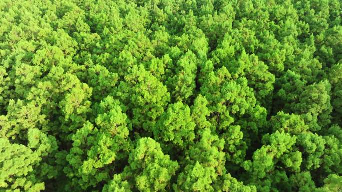 中国广东大湾区特有树种水松林航拍4k