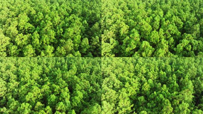 中国广东大湾区特有树种水松林航拍4k