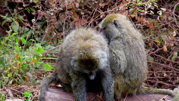 恩戈罗恩戈罗火山口的一群野生猴子