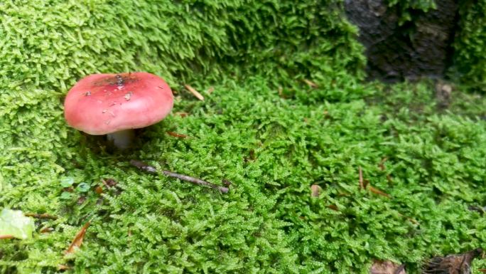 山林中的蘑菇