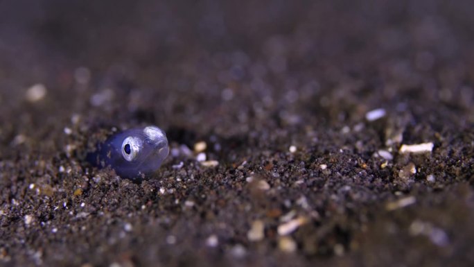 小鱼在沙子里挖洞