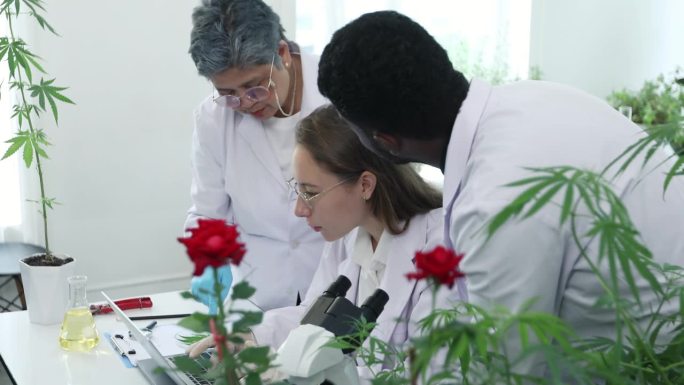 一组科学家正在研究和分析大麻，以开发医疗技术产品。