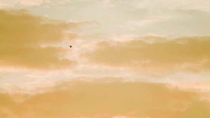 鸟在夕阳的天空和云彩中飞翔