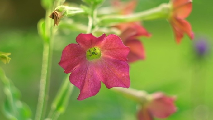 在花园里生长的红花烟。盛开的香烟叶。茉莉花，甜甜的，有翼的烟草，檀香山波斯开花。珊瑚色。紫红色的烟草