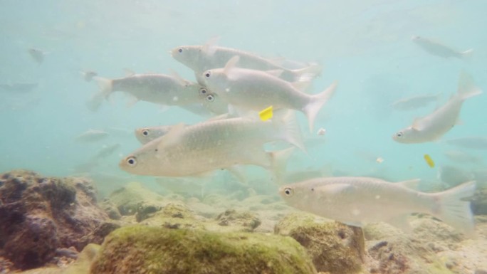 鲻鱼在阳光下的浅水中游泳。学校的条纹鲻鱼(Mugil cephalus)潜水经验建立在慢动作拍摄