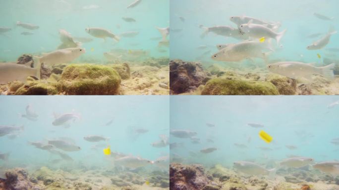 鲻鱼在阳光下的浅水中游泳。学校的条纹鲻鱼(Mugil cephalus)潜水经验建立在慢动作拍摄