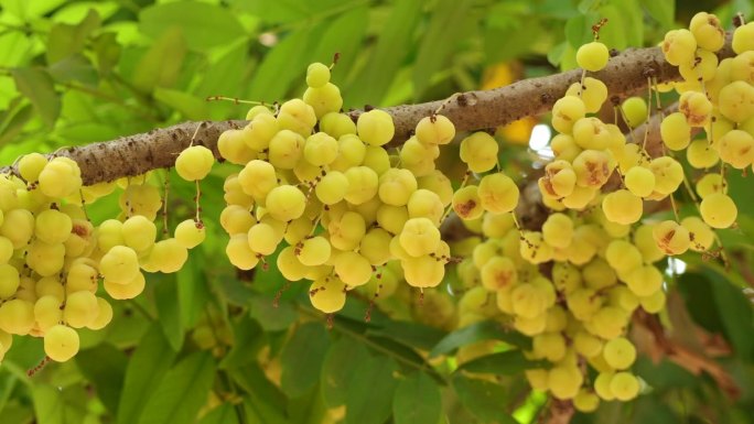星醋栗果实，新鲜的星醋栗生长在树枝上的自然绿色背景。(Phyllanthus acidus)树上的果
