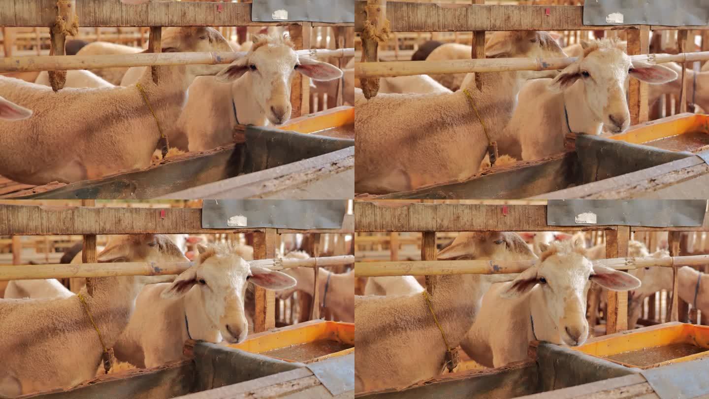 在木圈里的羊看着相机，一边走一边用平移动作拍摄。羊看起来很健康。