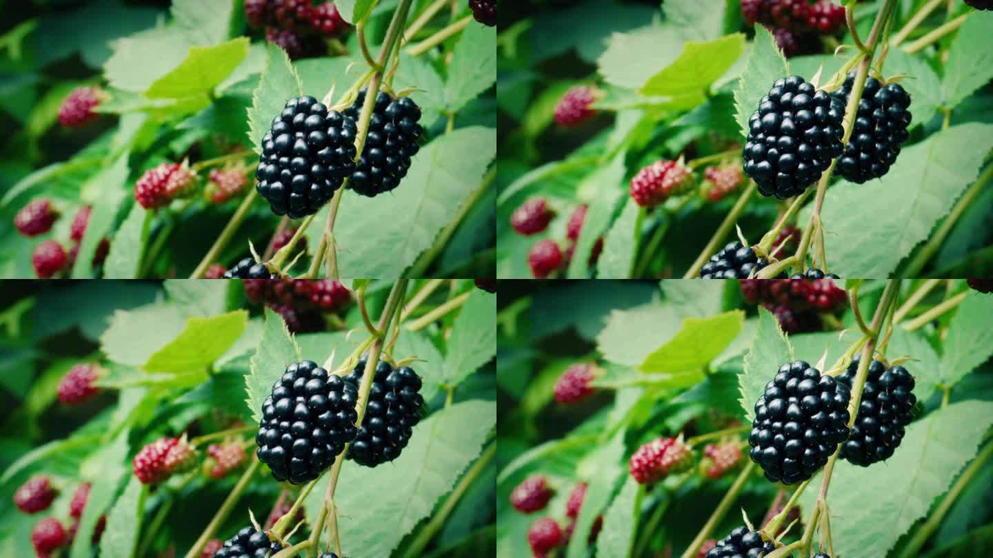 黑莓成熟的果实在树枝上