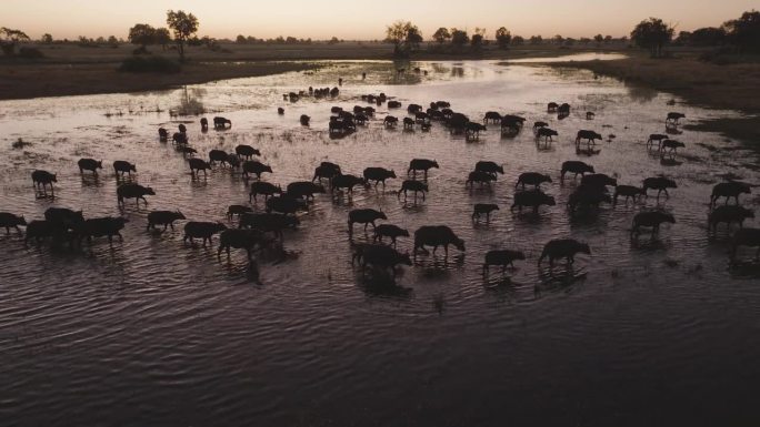 空中轮廓。在日落时分，奥卡万戈三角洲，一大群水牛正在过河