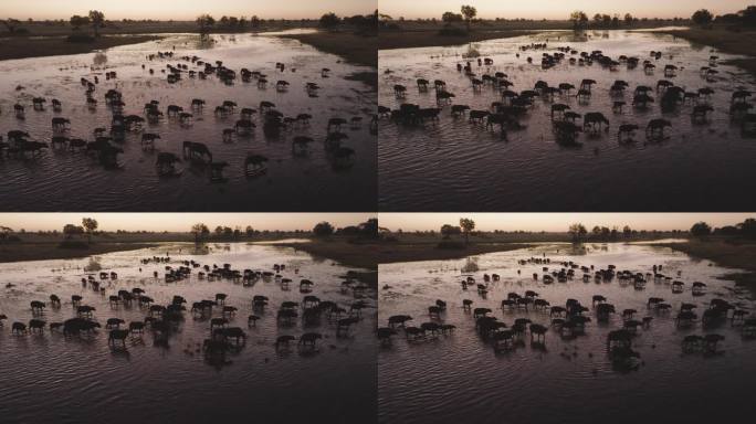 空中轮廓。在日落时分，奥卡万戈三角洲，一大群水牛正在过河