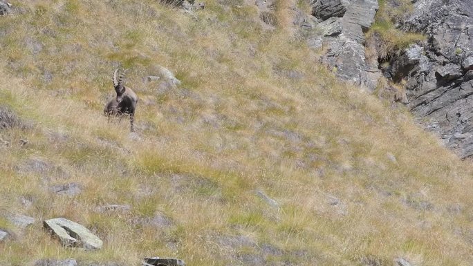 夏季野生阿尔卑斯山，雄性阿尔卑斯野山羊(Capra ibex)