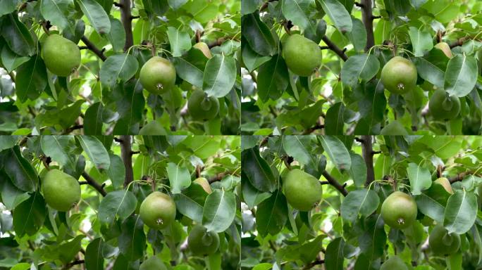 绿梨长在花园里的树上。一棵枝叶繁茂的梨树。