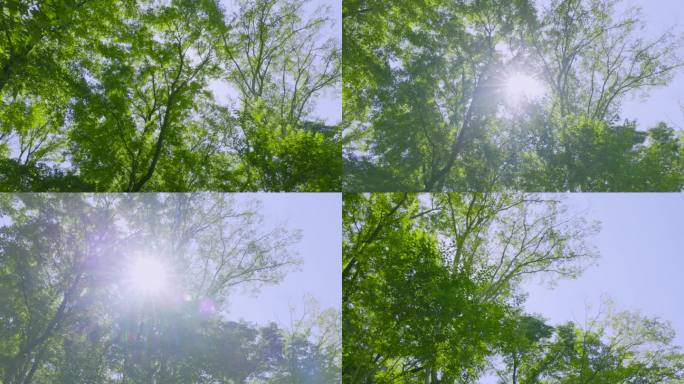 清新的绿树和美丽的阳光