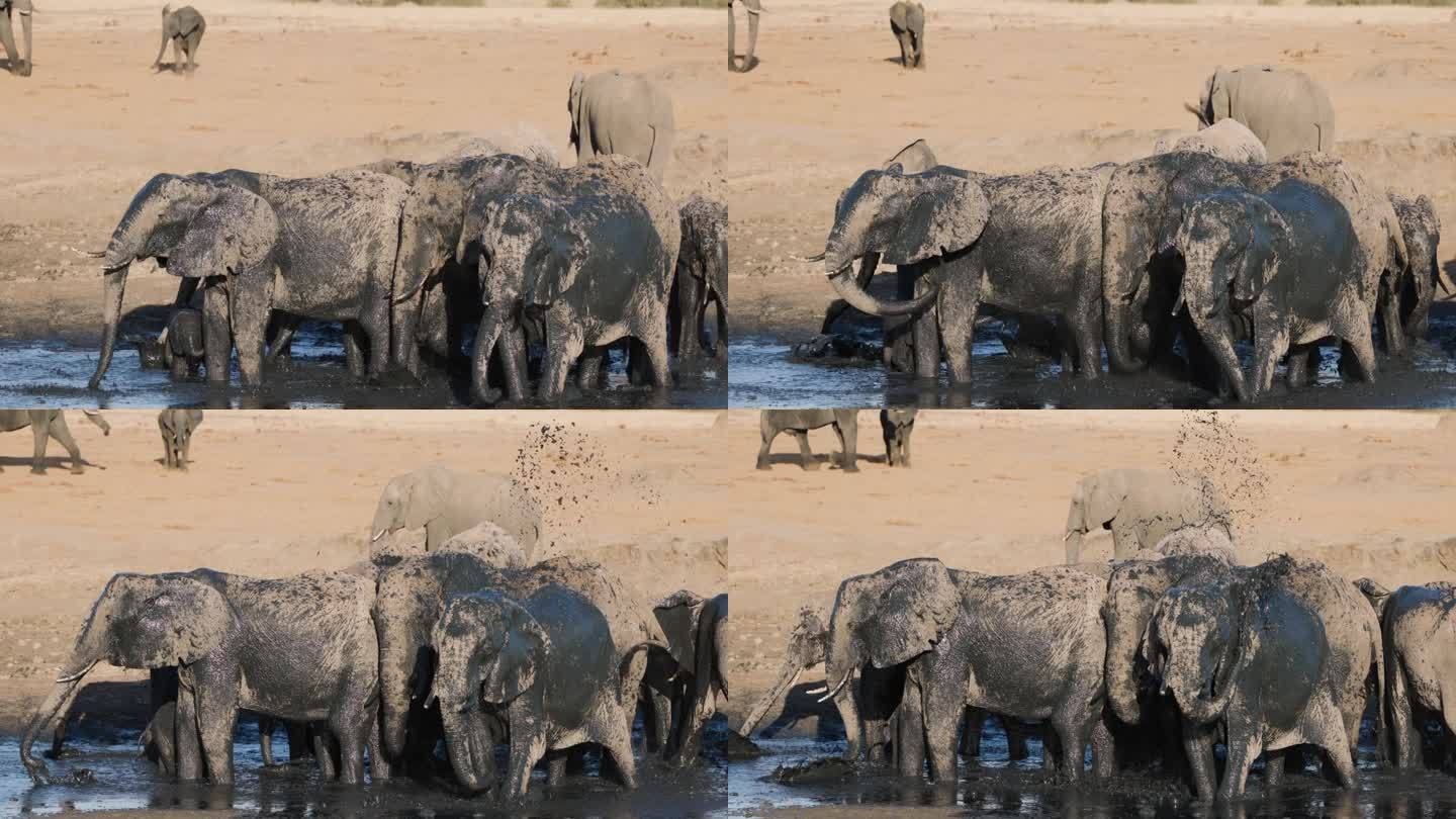 慢动作特写，大象在水坑边向自己喷泥水