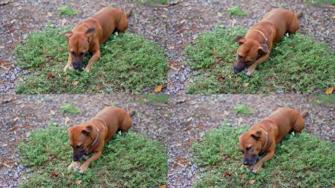 腊肠犬在草地上啃骨头。
