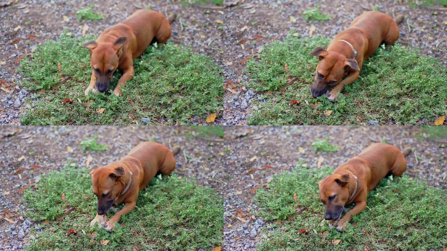 腊肠犬在草地上啃骨头。