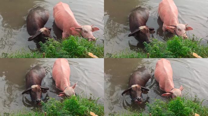 公水牛和母水牛一起在河里洗澡