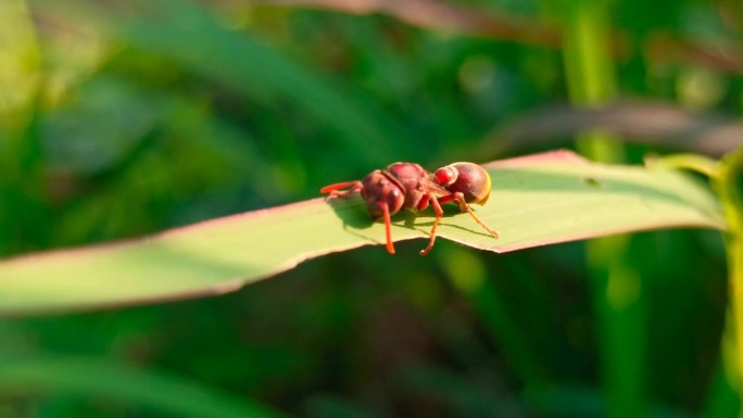 大红蚂蚁