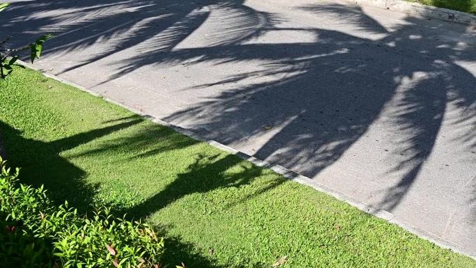 在灰色的道路背景上，拉近阴影棕榈树叶的运动，慢动作的场景