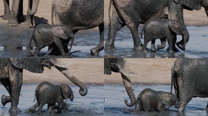 特写镜头。可爱的小象在水里奔跑，旁边是它的妈妈在一个水坑。