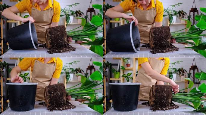 重新盆栽家中种植的灯盏花放入新花盆的大篮子里，根部从花盆底部伸出来。一位系着围裙的妇女正在照料一种盆