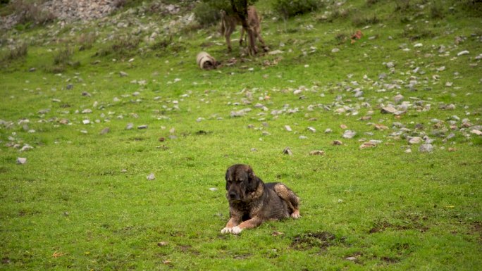 乌兹别克斯坦的本土山地犬