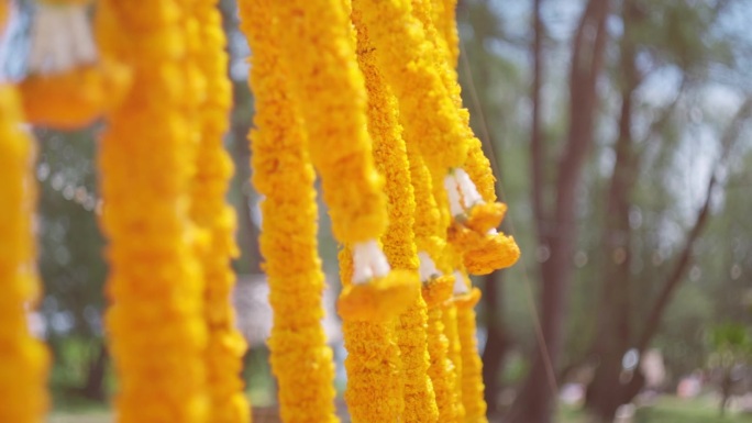 万寿菊花婚礼装饰。垂直悬挂着黄色的花环。花园里的万寿菊被风吹着。印度传统仪式场地装饰
