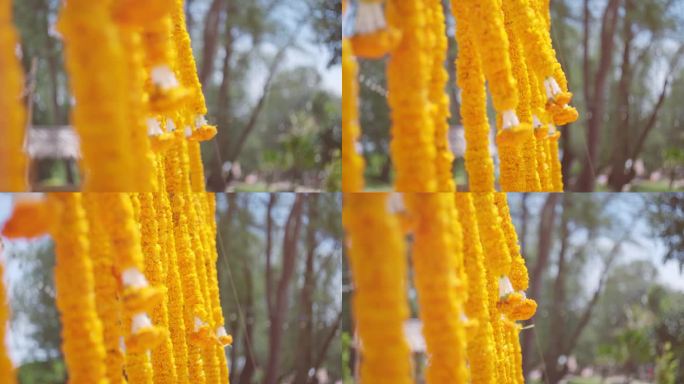 万寿菊花婚礼装饰。垂直悬挂着黄色的花环。花园里的万寿菊被风吹着。印度传统仪式场地装饰