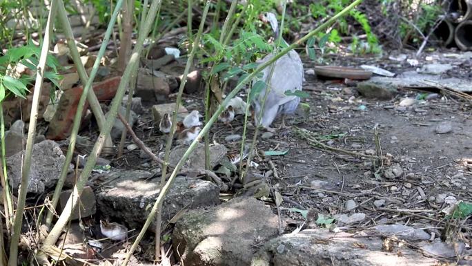 珍珠鸡孵蛋的母鸡和她的珍珠鸡在后院花园里寻找食物