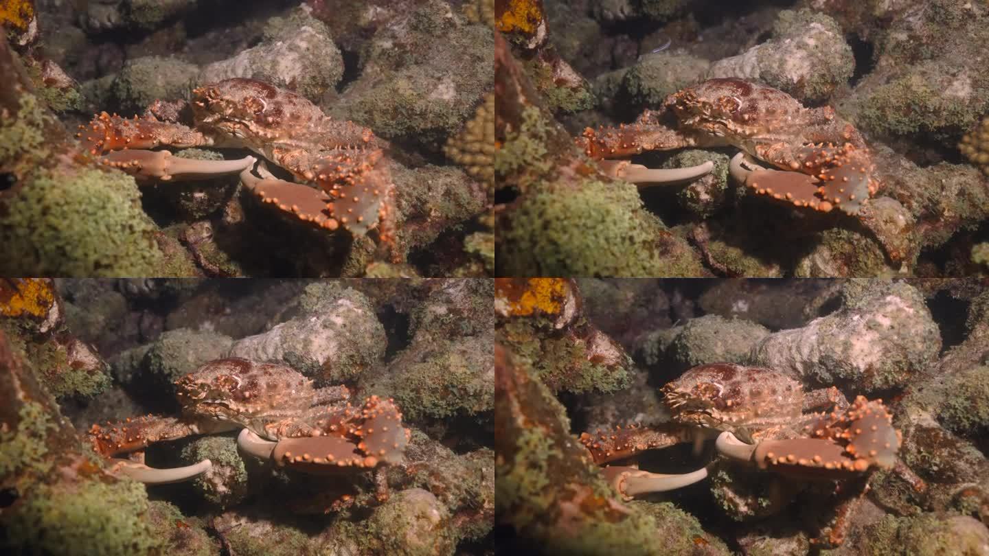 夜潜的巨蟹