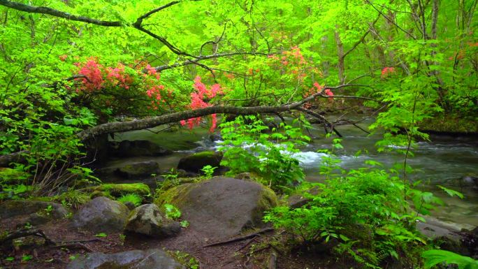 青森县武和市武和八幡台国家公园的河野溪和盛开的杜鹃花的绿色植物