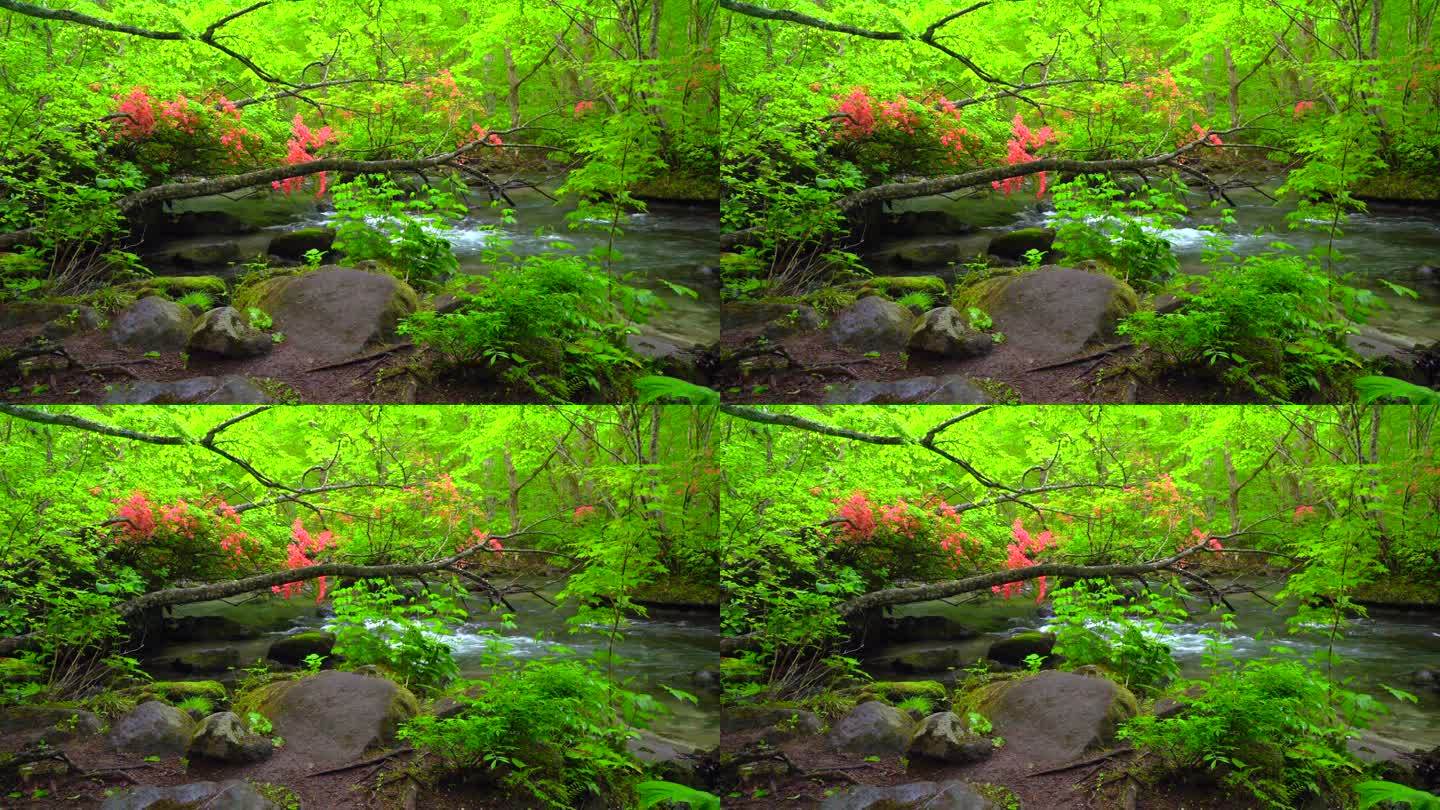 青森县武和市武和八幡台国家公园的河野溪和盛开的杜鹃花的绿色植物