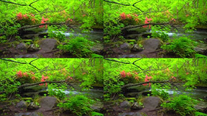 青森县武和市武和八幡台国家公园的河野溪和盛开的杜鹃花的绿色植物