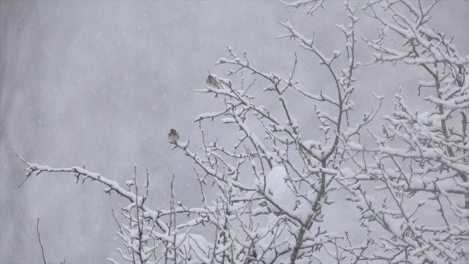 冬天鸟儿栖息在白雪皑皑的树枝上