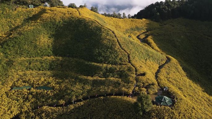 鸟瞰图:泰国湄丰顺省Doi Mae U-Kho山的万寿菊黄色花田