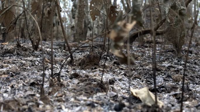 在大火的摧残下，草丛和灌木丛成了一片废墟，在森林里的树木之间留下了灰烬的痕迹。