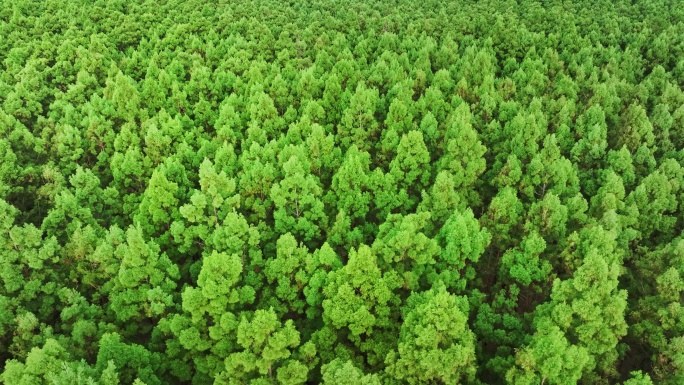 中国广东大湾区特有树种水松林航拍4k