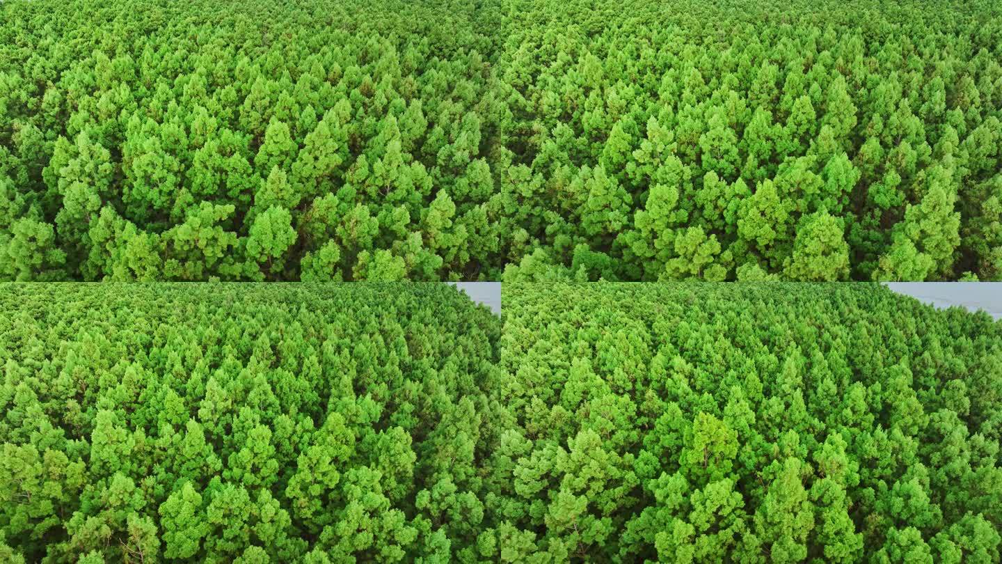 中国广东大湾区特有树种水松林航拍4k