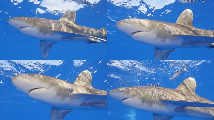 稀有的海洋白鳍鲨海洋白鳍鲨