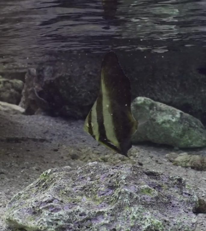 小蝙蝠鱼在浅水的岩石间游泳，慢动作