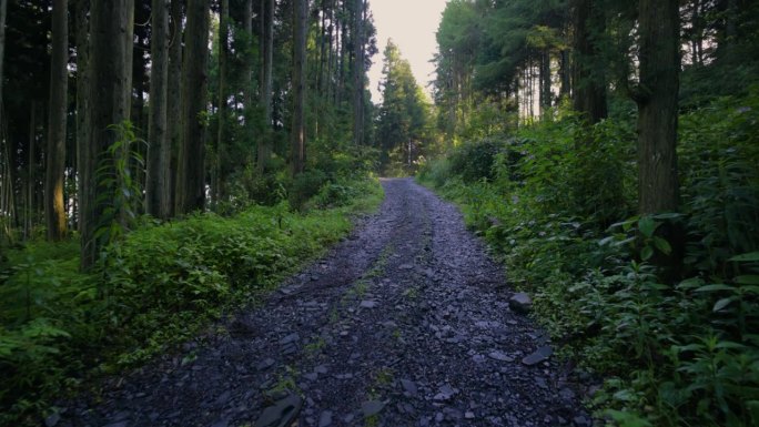 森林里的土路散步野外林间小路茂密茂盛