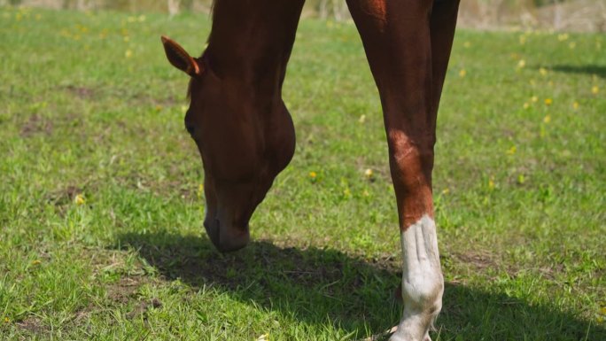 腿上有污点的栗色马在牧场上啃草