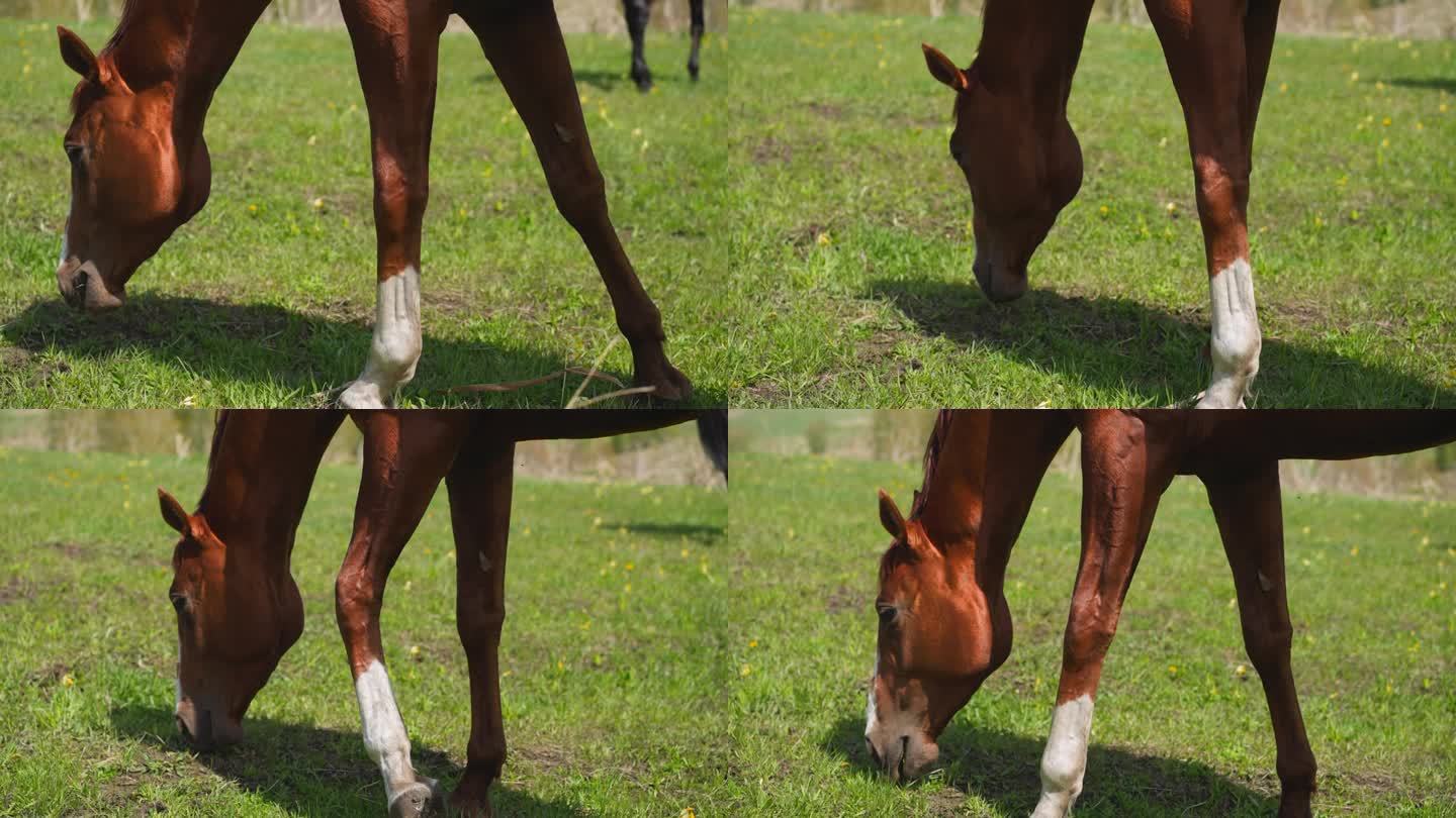 腿上有污点的栗色马在牧场上啃草