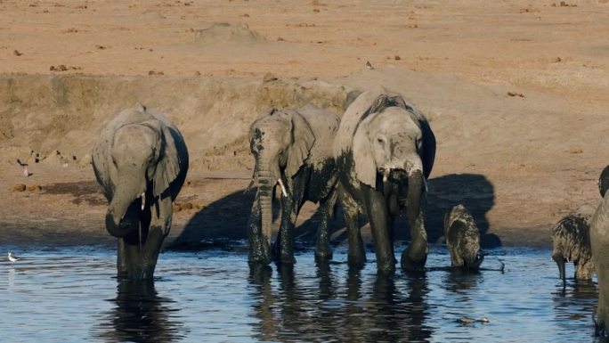 特写镜头。一群大象和一头可爱的小象在水坑边饮水