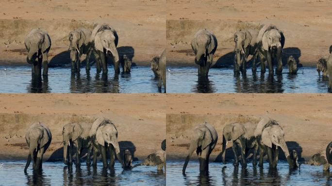 特写镜头。一群大象和一头可爱的小象在水坑边饮水